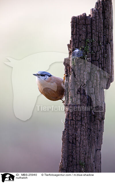 Kleiber / nuthatch / MBS-25940