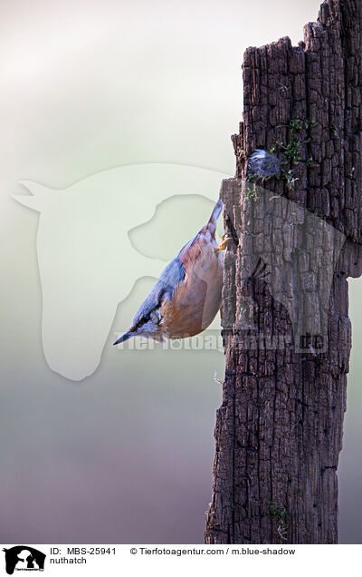 Kleiber / nuthatch / MBS-25941