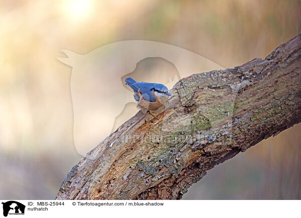 Kleiber / nuthatch / MBS-25944