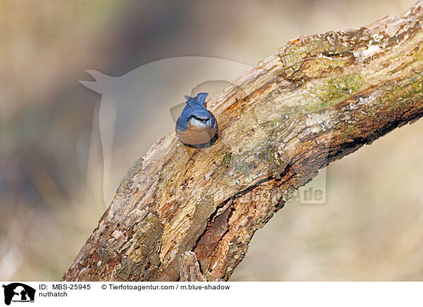 nuthatch / MBS-25945