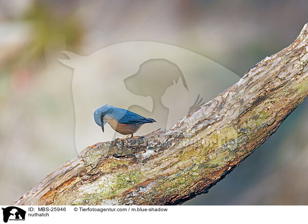 Kleiber / nuthatch / MBS-25946