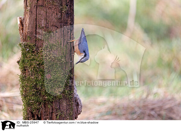 nuthatch / MBS-25947