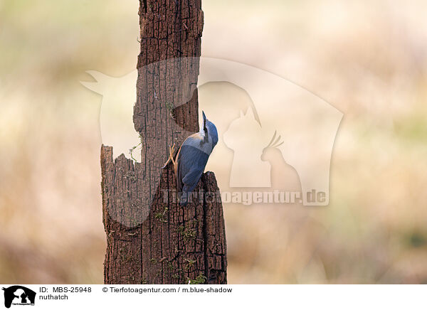 Kleiber / nuthatch / MBS-25948