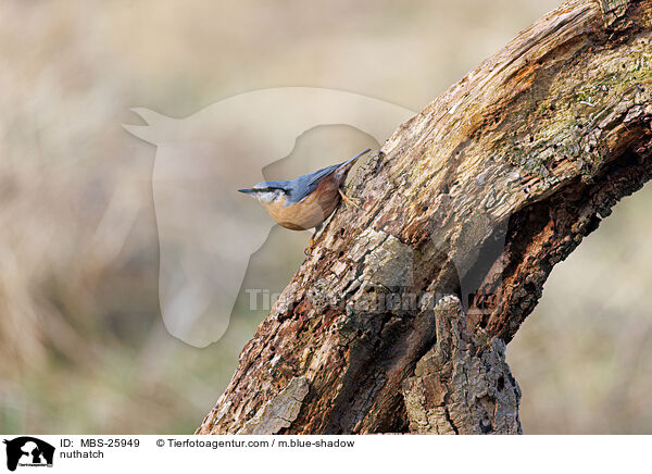 Kleiber / nuthatch / MBS-25949