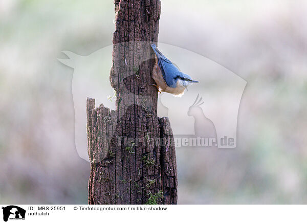 Kleiber / nuthatch / MBS-25951