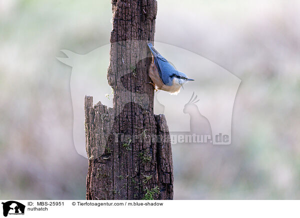 nuthatch / MBS-25951