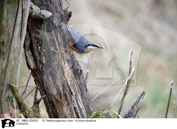 Kleiber / nuthatch / MBS-25953