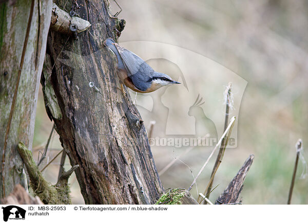 nuthatch / MBS-25953