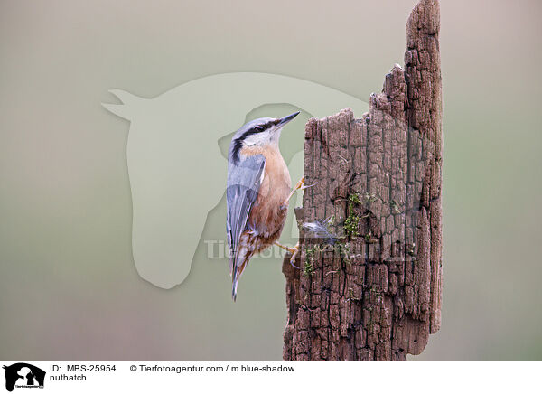 nuthatch / MBS-25954
