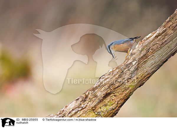 Kleiber / nuthatch / MBS-25955