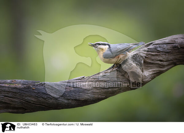 Kleiber / nuthatch / UM-03463