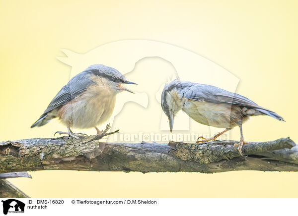 Kleiber / nuthatch / DMS-16820