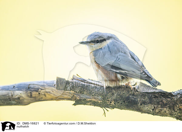Kleiber / nuthatch / DMS-16821