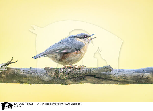 Kleiber / nuthatch / DMS-16822