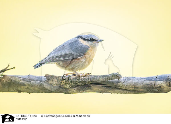 Kleiber / nuthatch / DMS-16823