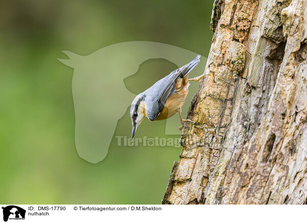 Kleiber / nuthatch / DMS-17790