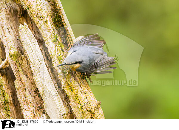 Kleiber / nuthatch / DMS-17806