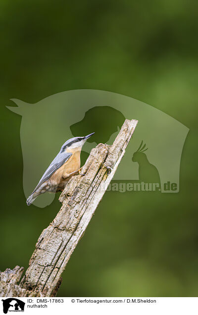 Kleiber / nuthatch / DMS-17863
