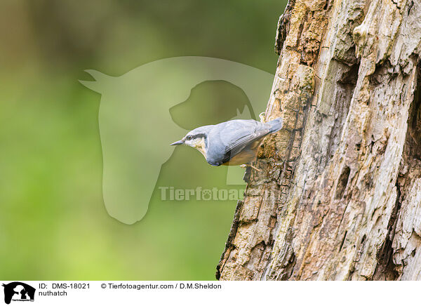 Kleiber / nuthatch / DMS-18021