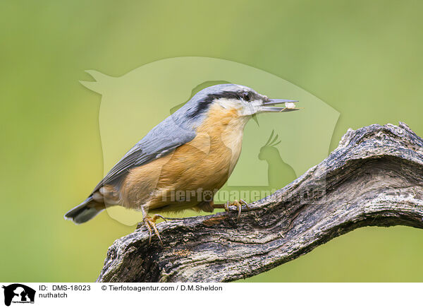 Kleiber / nuthatch / DMS-18023