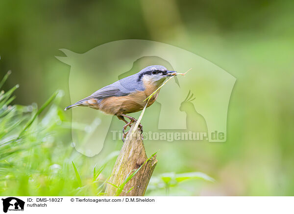 Kleiber / nuthatch / DMS-18027