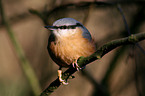 Eurasian Nuthatch