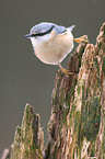 eurasian Nuthatch