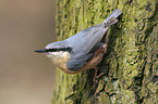 Eurasian Nuthatch