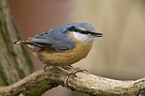 nuthatch