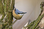 nuthatch