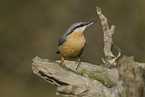 Eurasian nuthatch