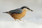 Eurasian nuthatch