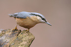 Eurasian nuthatch