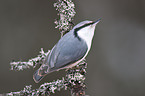 Eurasian nuthatch