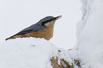 Eurasian nuthatch