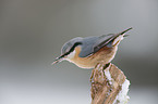 Eurasian nuthatch