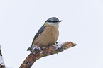 Eurasian nuthatch