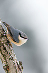 Eurasian nuthatch