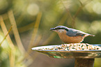 Eurasian nuthatch