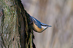 Eurasian nuthatch