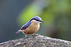 Eurasian nuthatch