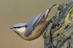 Eurasian nuthatch