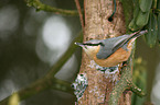 Eurasian nuthatch