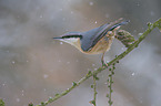 Eurasian nuthatch