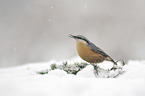 nuthatch