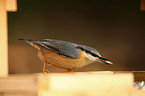 nuthatch