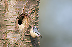 nuthatch