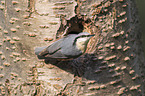 nuthatch