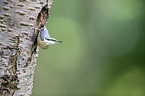 nuthatch