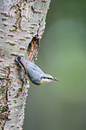 nuthatch